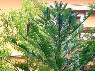 Wollemia nobilis - wolemie vznešená - po zimě opět na svém venkovním stanovišti. 04